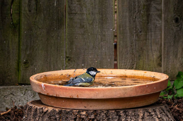 Young Great Tit peeking out from behind a peanut feeder.