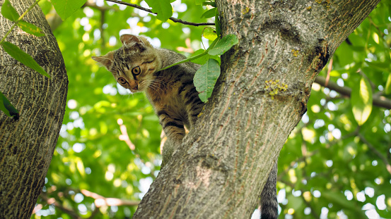 Cute little kitten crawling and sitting on tree branch.