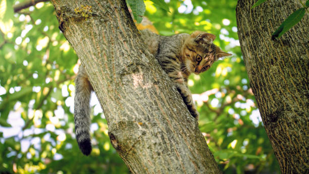 istock Cute little kitting sitting on tree top at garden 1243700454