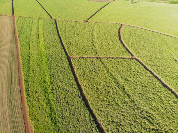 istock Aerial sugarcane field in Brazil 1243700999