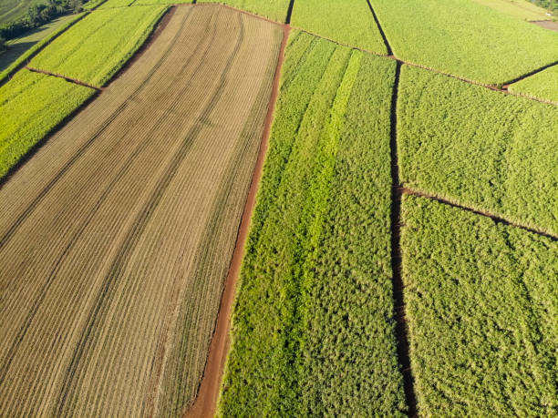 istock Aerial sugarcane field in Brazil 1243701005