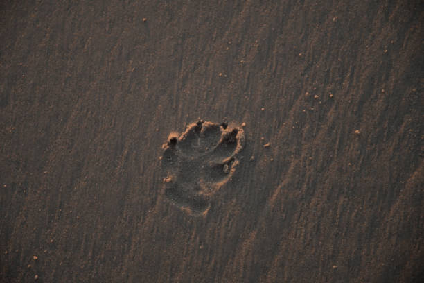 istock Pawprint in the sand 1243703662