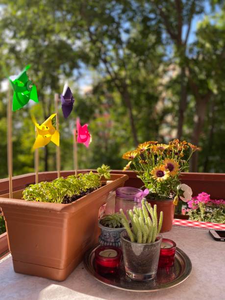 istock various potted flowers and colorful wind roses 1243706310