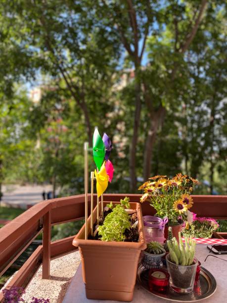 istock Various flowers and wind roses on the table on the balcony 1243706318