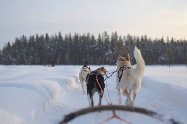 istock Husky sledding over a frozen lake at sunset 1243715427