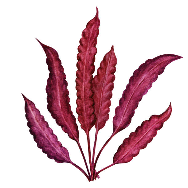 akwarela czerwone wodorosty - red seaweed stock illustrations