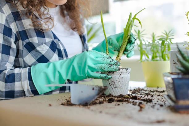 istock Planting flowers 1243718104