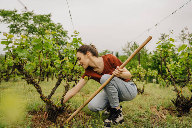 istock Young woman working in a vineyard 1243721358