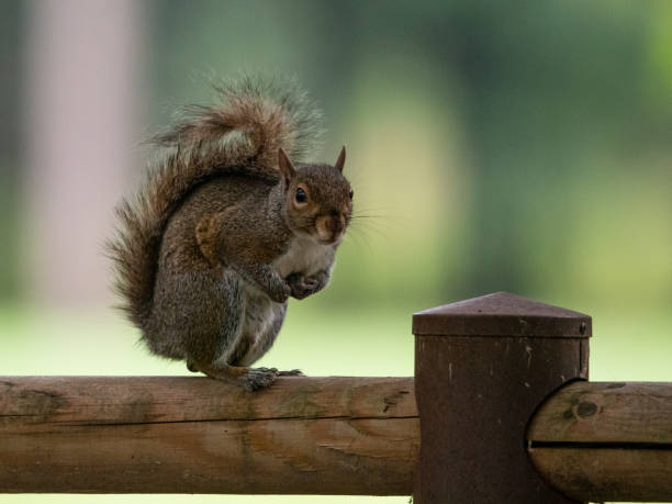 istock Free gray squirrel in a city park 1243728470