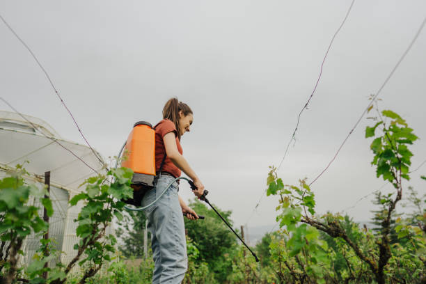 młoda kobieta opryskiwanie winnicy - irrigation equipment crop agricultural sprinkler homegrown produce zdjęcia i obrazy z banku zdjęć