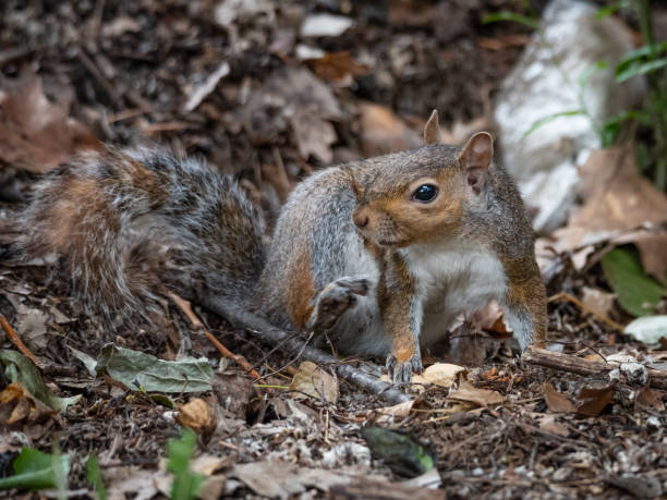 istock Free gray squirrel in a city park 1243729646