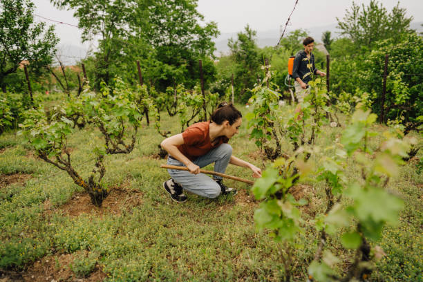 młodzi ludzie pracujący w winnicy - irrigation equipment crop agricultural sprinkler homegrown produce zdjęcia i obrazy z banku zdjęć