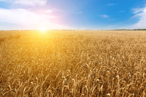 istock Golden field of wheat. 1243733445
