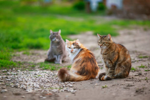 istock three different cats sit on the path in the garden on a spring Sunny day 1243736066