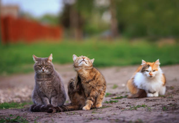istock three different cats sit on the path in the garden on a spring Sunny day 1243737662