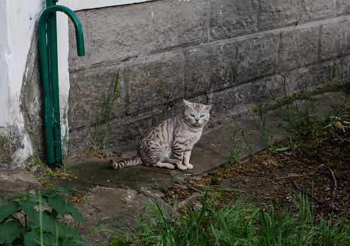 Street cat is sitting at home. The yard cat walks. Stray cat
