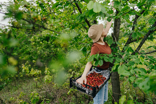 Photo of a young woman in a orchard, picking cherries