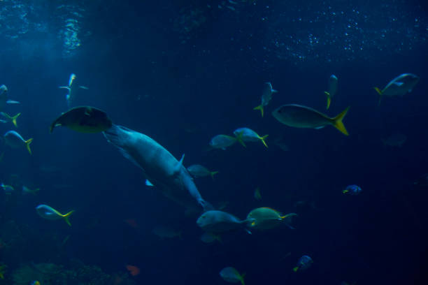 istock Set of fish in the ocean 1243744107