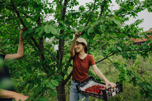 Photo of young women in a orchard, picking cherries