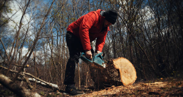 istock Wood cutting a chainsaw. Lumberjack cuts firewood with a saw 1243752660