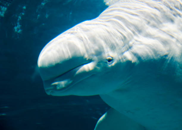 istock Lonely Beluga in the ocean 1243761112