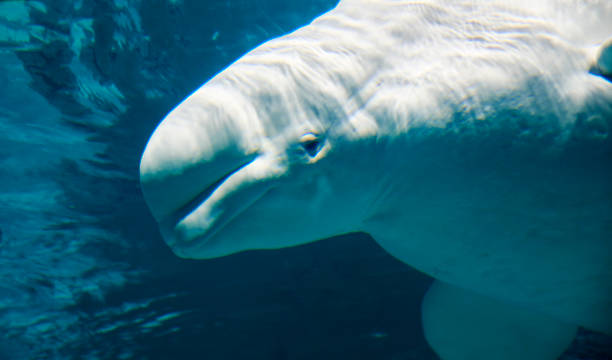 istock Lonely Beluga in the ocean, friendly face ,white 1243761115