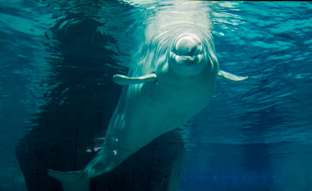 istock Lonely Beluga in the ocean 1243764878