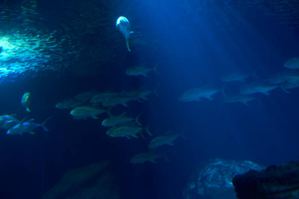 istock Set of goldfish in the ocean 1243764903