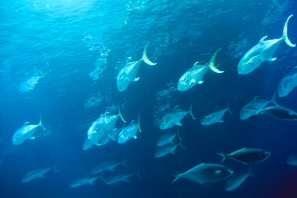 istock Set of goldfish in the ocean 1243764904
