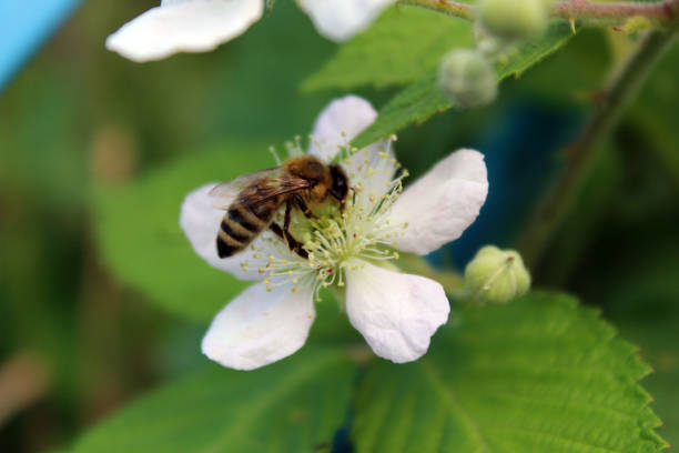 Bee on a white blackberry flower