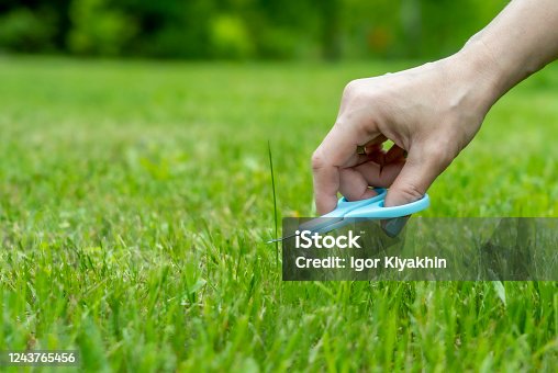istock concept photo, lawn finishing a woman's hand with nail scissors mows a protruding blade of grass on a newly mown lawn 1243765456