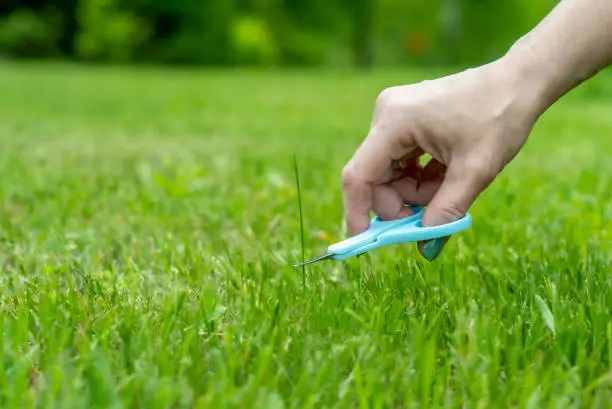 concept photo, lawn finishing a woman's hand with nail scissors mows a protruding blade of grass on a newly mown lawn.