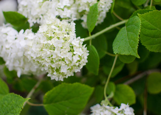istock Cute and lovely hydrangea flowers 1243765496