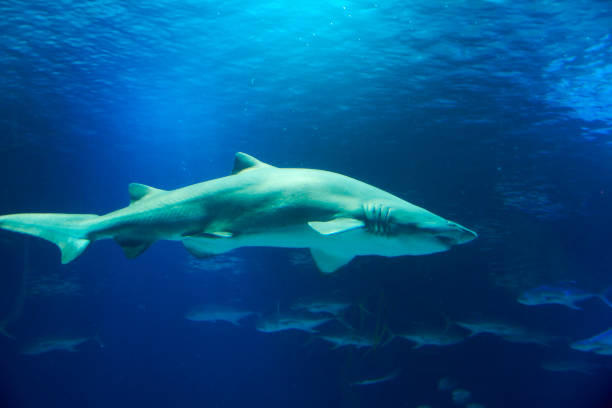 istock Great lone shark in the ocean 1243767140
