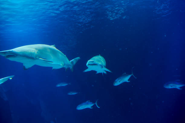istock Great lone shark in the ocean 1243767141