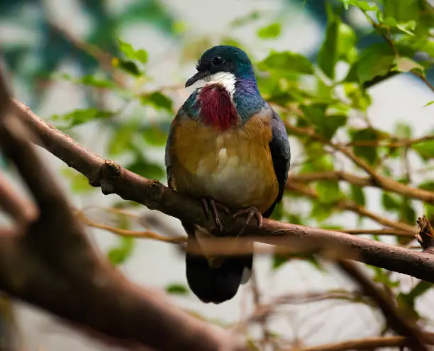 Portrait of Mindanao bleeding-heart dove sitting on tree branch