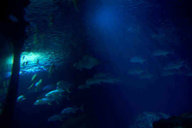 istock Set of goldfish in the ocean 1243770983