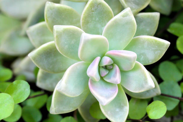 istock Echeveria elegans, Mexican Snowball 1243775830