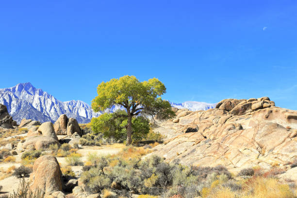 istock Alabama Hills with Sierra Nevada in the background 1243775875
