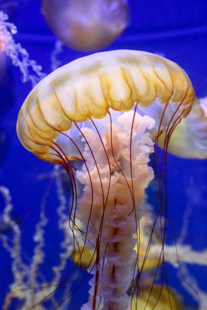 exotic looking Jellyfish stock photo