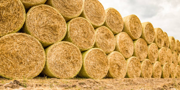 istock Rows of yellow bales of straw 1243777577