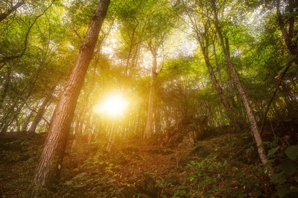 istock beautiful nature of sunset 1243778137