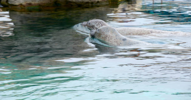 dois leões marinhos saindo da água, - animal elephant seal seal yawning - fotografias e filmes do acervo