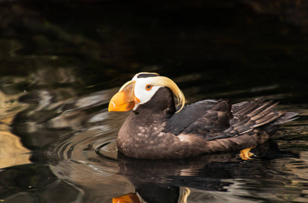 istock One Tufted Puffin seabird swimming 1243781902