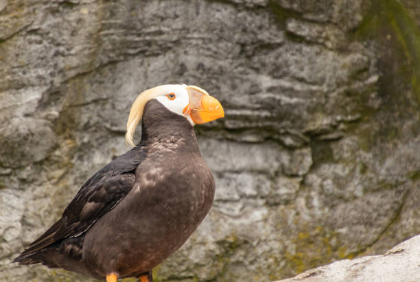 istock One Tufted Puffin standing on rocks looking right 1243781914
