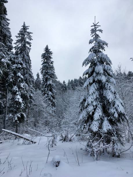 istock Spitzingsee lake in winter, Upper Bavaria, Germany 1243783537