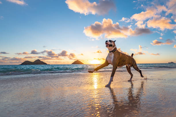 boxer dog corre a lo largo de la playa al amanecer - boxer perro fotografías e imágenes de stock