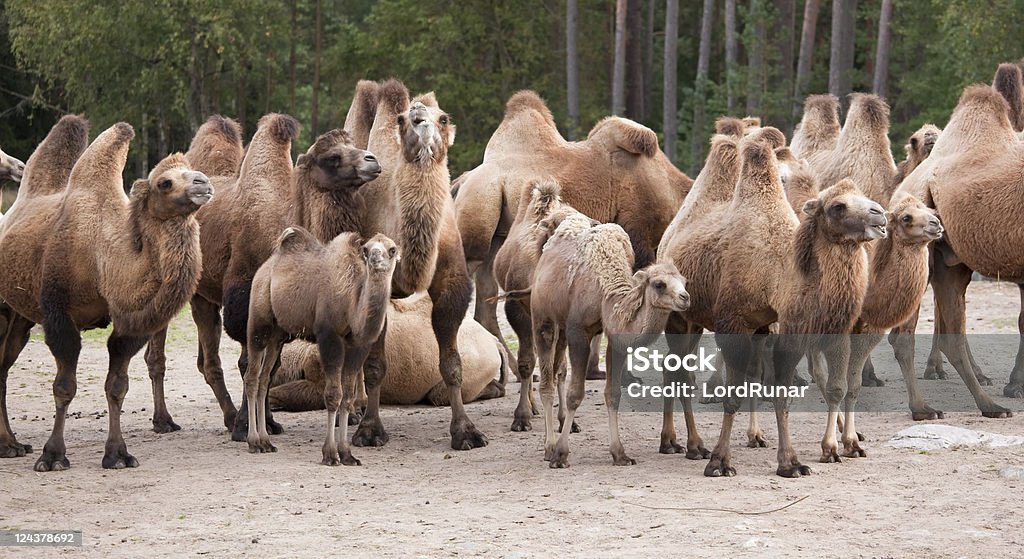 Camel Troupeau - Photo de Animaux en captivité libre de droits