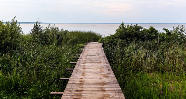 istock Boardwalk on a lake in Estonia, pier in the forest. 1243787399