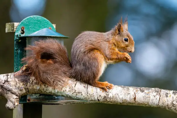 Photo of Garden Red Squirrel